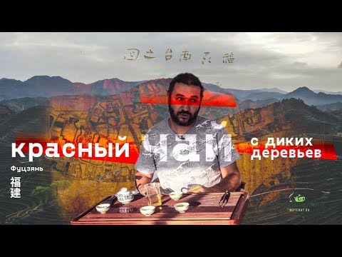 Видео: Чайные деревья. Нашли самое старое чайное дерево в Фуцзяни! Дикорастущий красный чай