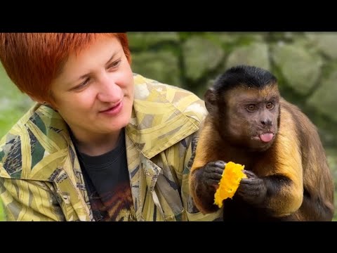 Видео: Как обезьянка Санчос попал в ГОЛЛИВУД!