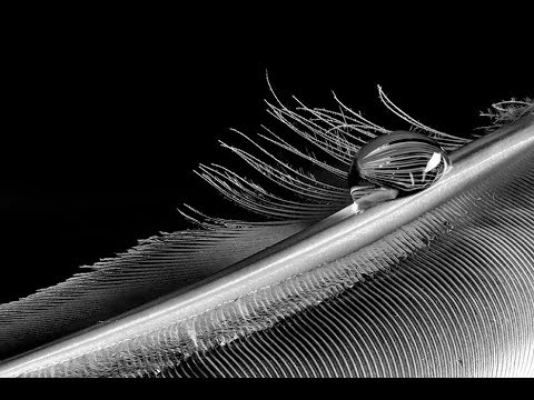 Видео: СОВЕТЫ ПО АБСТРАКТНОЙ МАКРОСЪЕМКЕ — Создание потрясающих фотографий с перьями и совмещение фокуса