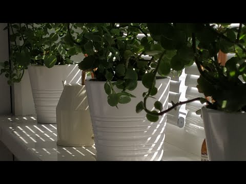 Видео: Что? Где? Когда?