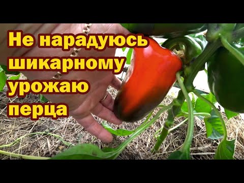 Видео: Обзор перцев по сортам