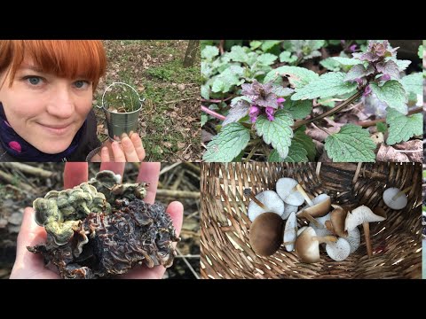 Видео: Грибы и растения в марте 2020. Первые весенние растения в лесу.