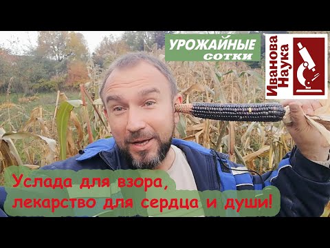 Видео: Вкусная, ароматная, сладкая и красивая! Удалась разноцветная кукуруза!