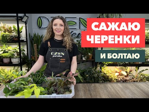 Видео: Посадка черенков комнатных растений  » Апрель 2025