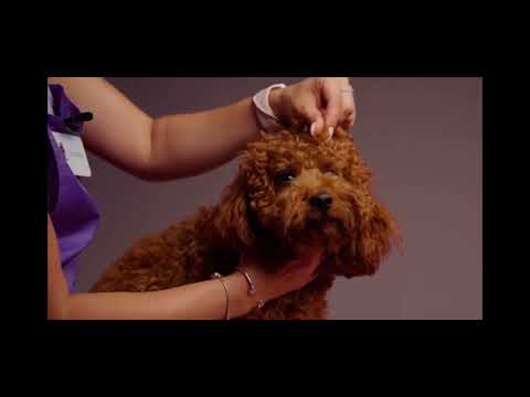 Видео: Стрижка пуделя длина от 2 см