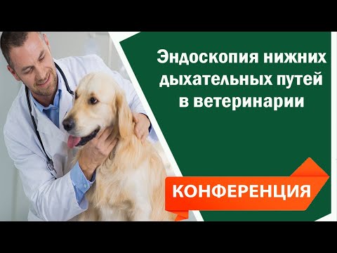 Видео: Эндоскопия нижних дыхательных путей в ветеринарии