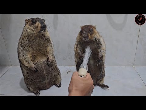 Видео: Два вислобрюхих сурка стояли неподвижно, пока я их чистил.