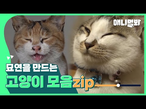 Видео: Кошачья судьба существует