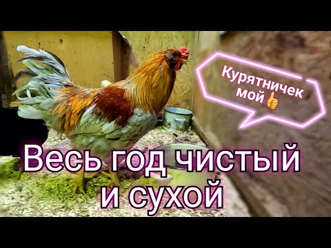 Видео: 🔴Курятник без влаги, вони и паразитов.