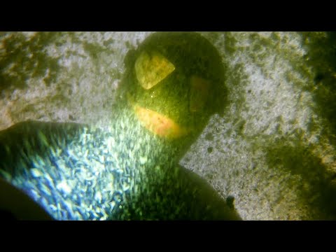 Видео: Финский залив | ПОГРУЖЕНИЕ 1