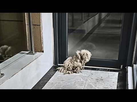 Видео: Бродячая собака знает, что она не желанна; она улыбается, но не подходит, боясь быть отвергнутой.