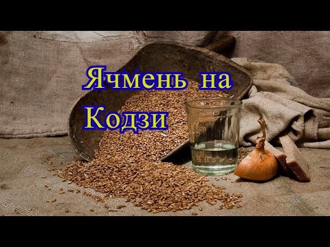 Видео: Хватит пить магазинное ячмень на кодзи полный цикл Гоним сами
