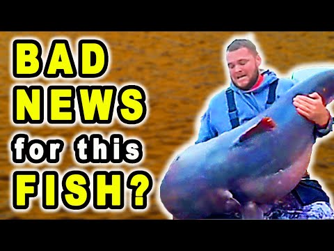 Видео: Плохой конец для этого гигантского сома