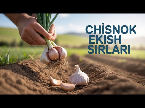 Видео: 10- ҚИСМ  САРИМСОҚ ЧЕСНОК ЭКИШ СИРЛАРИ. #bobodexqonlar 