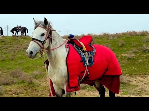 Видео: Кашкадарё Отлари Билан танишамиз | купкаридан киска видео