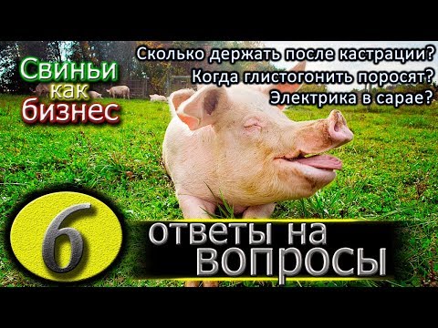 Видео: СКОЛЬКО ДЕРЖАТЬ ХРЯКА ПОСЛЕ КАСТРАЦИИ