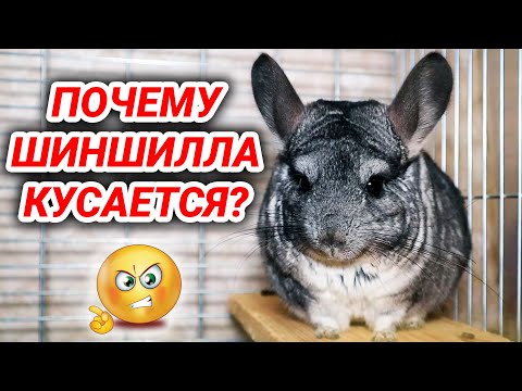 Видео: Почему шиншилла кусается. Шиншилла укусила до крови