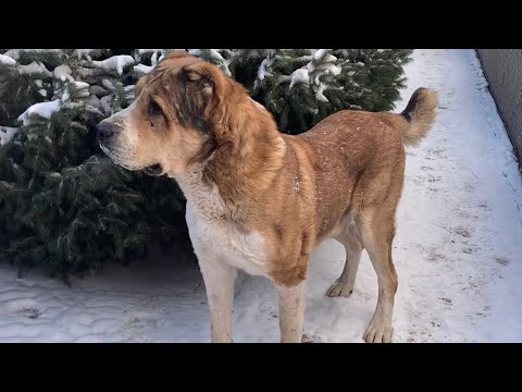 Видео: Пк Каплан вл.Мурат ага Адилет ага Талдыкорган /  Каплан Чемпиона Кубок Алаш Орда до 72кг