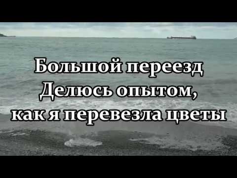 Видео: 🌺 Большой переезд  Делюсь опытом, как я перевезла цветы