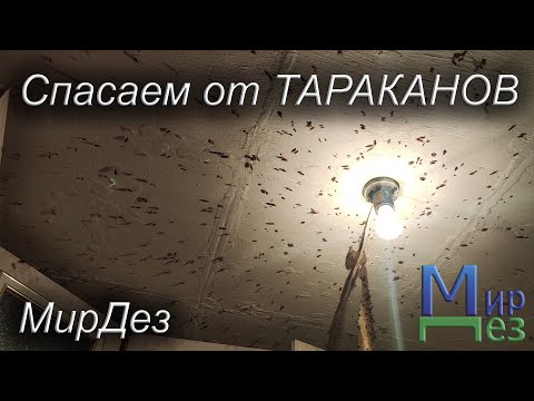 Видео: Обработка от тараканов в квартире. МирДез (2022г) 15