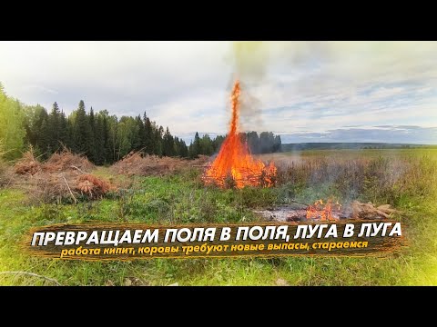 Видео: Превращаем поля в поля, а луга в луга. Коровы требуют новые выпасы. Жизнь в деревне