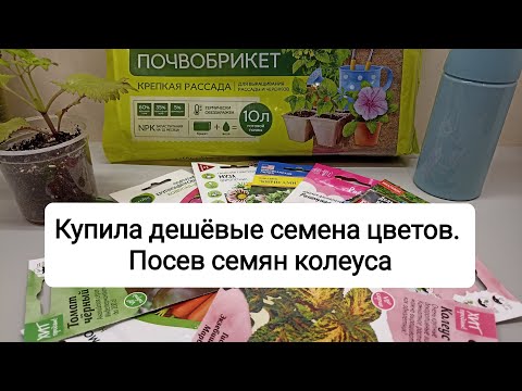 Видео: Купила дешевые семена цветов. Посев семян колеуса