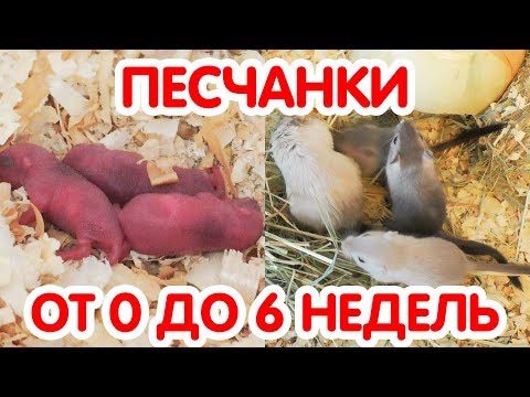 Видео: Песчанки от 0 до 6 недель. Как растут песчанки