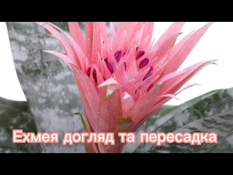 Видео: ЕХМЕЯ ДОГЛЯД ТА ПЕРЕСАДКА укорінюю  дітку ехмеї🌺💓 🌺ehmeya care and transplant🌺rooting ehmeya's child