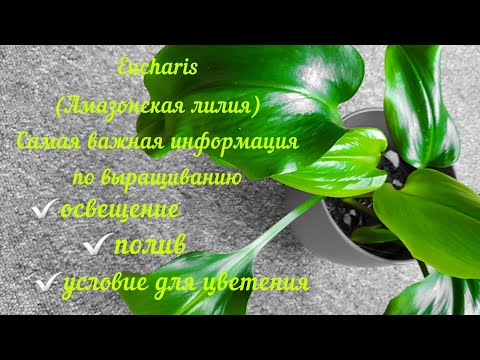 Видео: Эухарис/ Амазонская лилия| Уход и выращивание в домашних условиях
