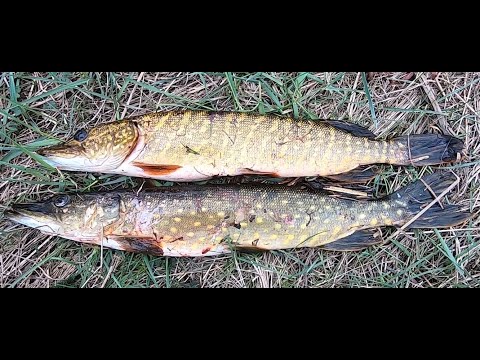 Видео: ЛОВЛЯ ЩУКИ. ОТКРЫТИЕ СЕЗОНА