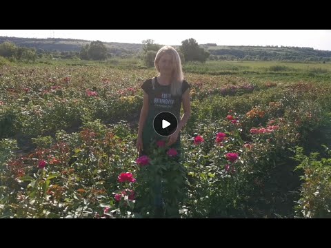 Видео: "Розовое царство!!" Начало цветения!! Прогулка по плантации роз!!