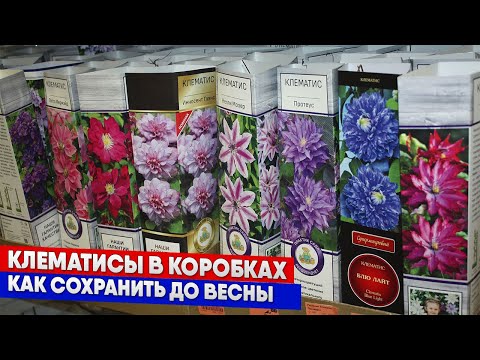 Видео: Саженцы клематисов - как сохранить до весны