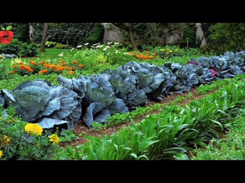 Видео: Правильная расстановка растений в саду - Хорошие и плохие соседи