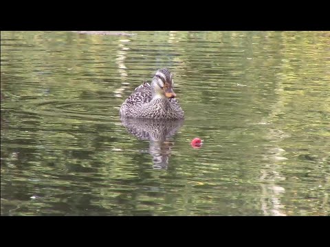 Видео: Крупная красноперка и плотва на попла-поппер / Ловля на кукурузу в сентябре