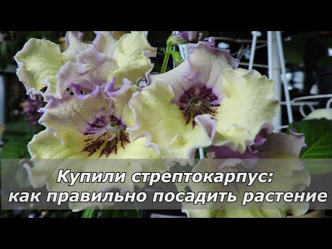 Видео: Пересадка стрептокарпуса после покупки