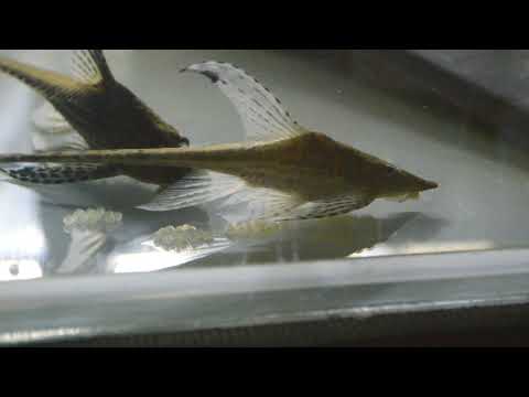 Видео: Нерестовая пара стурисом