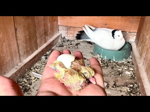 Видео: Эмоциональное путешествие голубей от яиц до первого полета! ❤ Полная история! ❤ #pigeon #pets
