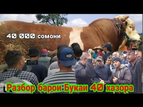 Видео: Чангу чанчол дар рафти савдо Букаи калон савдош тугри нагирифт 21 ноября 2022 г.