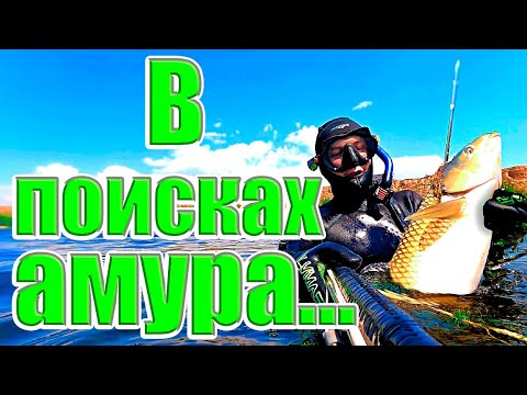 Видео: В поисках амура. Река Ахтуба. Июль 2021. Подводная охота.