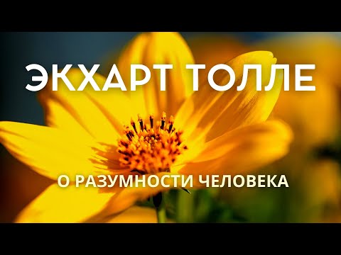 Видео: О разумности человека - ЭКХАРТ ТОЛЛЕ [Nikosho]