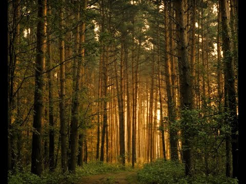 Видео: Георгий Свиридов "ЛЕСНАЯ СТОРОНА" - Владимир Байков &  Елена Савельева