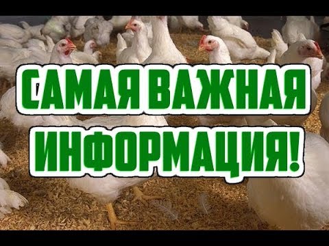 Видео: Выращивание бройлеров / Затраты корма на одну голову при выращивании бройлеров