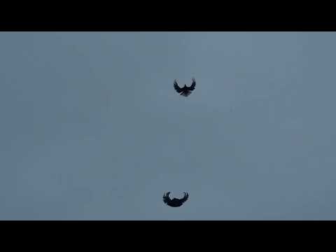 Видео: Серпасті 12.12.24 Мокрий сніг, але все одно тренируємо.