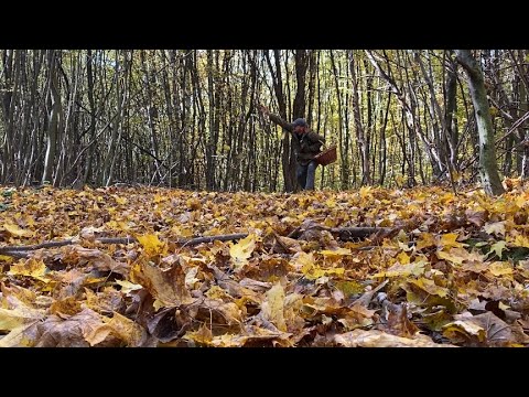 Видео: Тумани ТУМАНИ!!ГРИБИ РЯСНІЮТЬ В ЛІСІ!ЗОЛОТА ОСІНЬ!!!ЗОЛОТО КАРПАТ!ОСТАННІ ДНІ ЖОВТНЯ