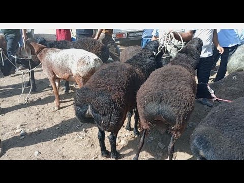 Видео: 12 сентября 2025 Г. ЧАМАБОЗОРИ ХУЛБУКИ ВОСЕ