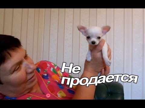 Видео: VLOG: Клим никому не отдаст Пилота / Знакомство с Анфисой / Отвечаю на вопросы