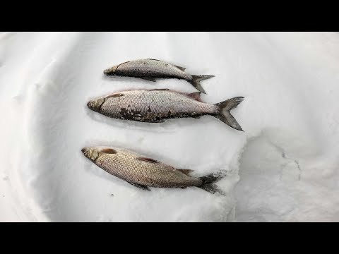 Видео: РЫБАЛКА С ПОДВОДНОЙ КАМЕРОЙ | СИГ, НАЛИМ