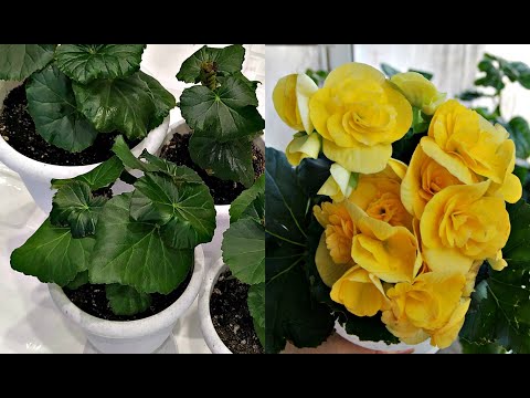 Видео: БЕГОНИЯ ЭЛАТИОР 💯 РАЗМНОЖЕНИЕ ЛИСТОМ 🌹 МОЙ ОПЫТ