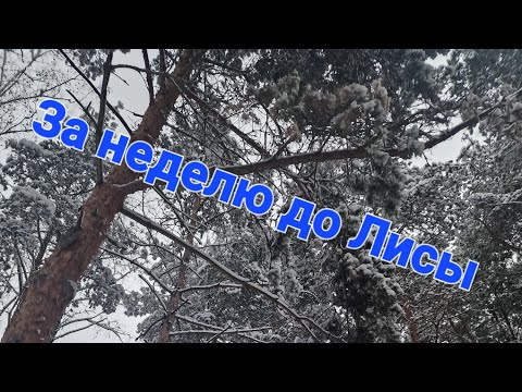 Видео: Треня