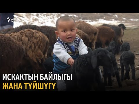 Видео: Искактын байлыгы жана түйшүгү